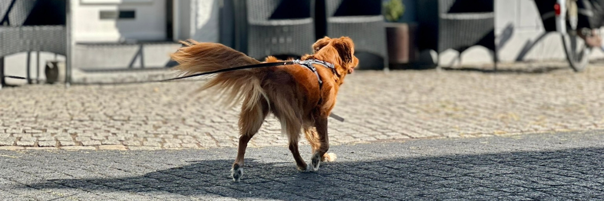 speuren met je hond in limburg